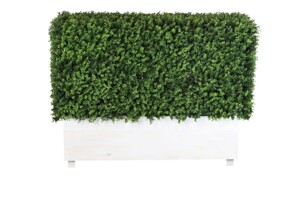 Artificial Hedge for Sale