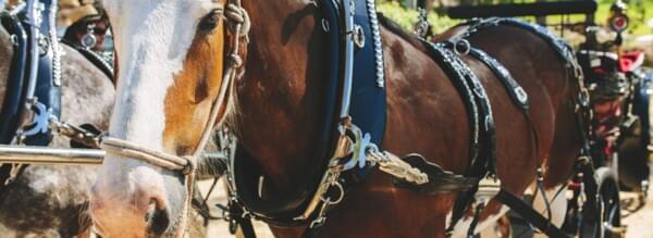 fernbank farm horses